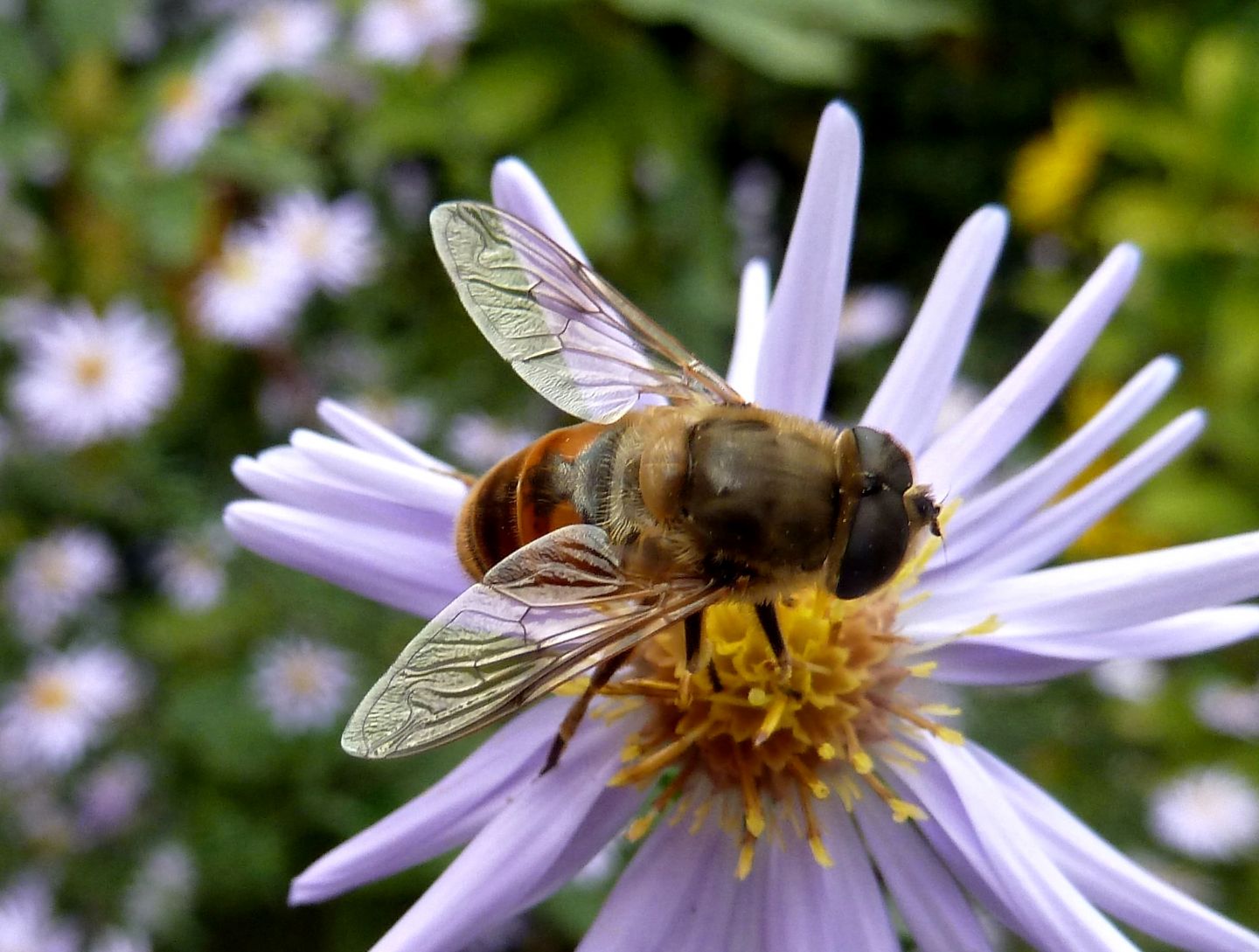 Femmina e maschio di Eristalis tenax